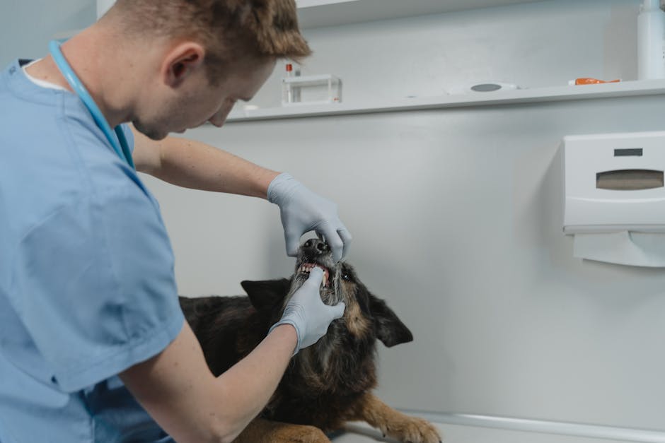 AI Pet Dental Diagnosis Accuracy: Revolutionizing Veterinary Oral Health